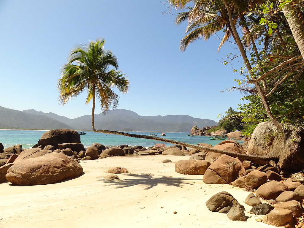 O famoso coqueiro deitado da Praia do Aventureiro em Ilha Grande, Angra dos Reis, RJ.